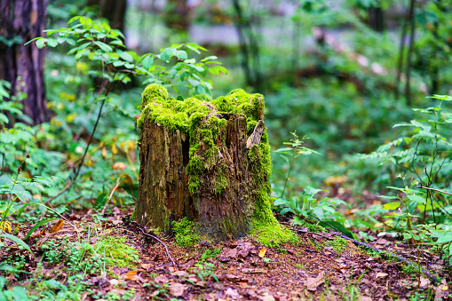 A picturesque stump in the forest is covered with moss