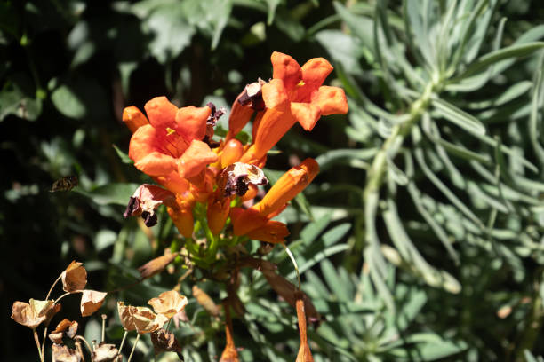 Orange trumpet flowers