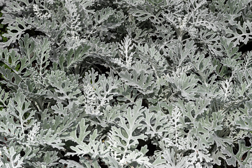Silver leaves of Cineraria in the garden.
