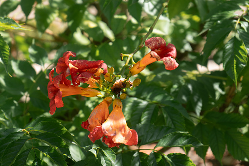 Trumpet shaped flowers