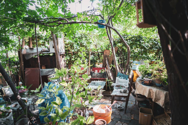 Messy Backyard overgrown with weeds and bushes