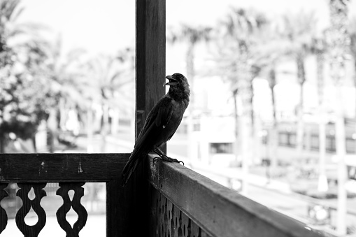 A black and white portrayal of a raven perched pensively on a wooden railing, weaving an air of mystery into Dubai's urban tapestry.