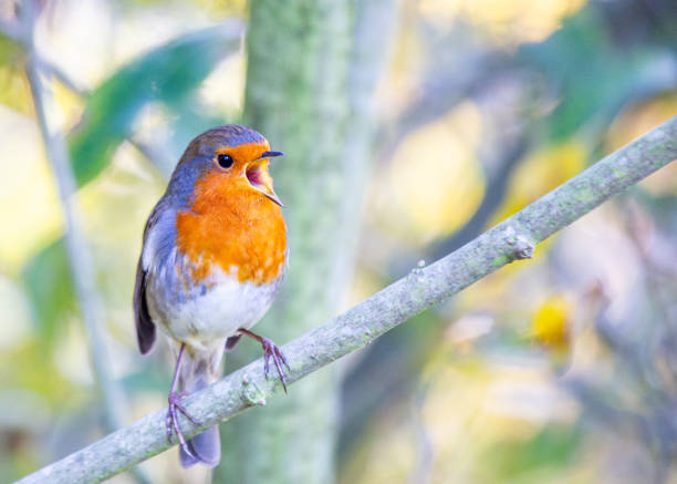 istock Robin Red Breast (Erithacus rubecula) in Dublin, Ireland 1646883357
