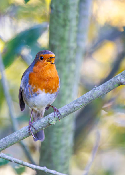 istock Robin Red Breast (Erithacus rubecula) in Dublin, Ireland 1646883929