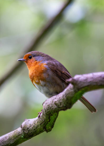 istock Robin Red Breast (Erithacus rubecula) in Dublin, Ireland 1646883941