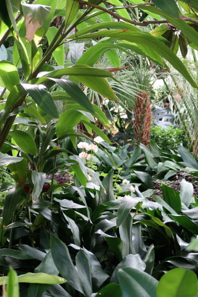 istock Helsinki Winter Garden Interior in Helsinki, Finland 1646885017