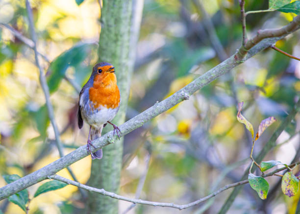 istock Robin Red Breast (Erithacus rubecula) in Dublin, Ireland 1646885623