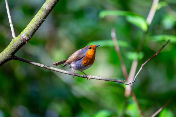 istock Robin Red Breast (Erithacus rubecula) in Dublin, Ireland 1646885914