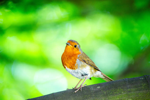 istock Robin Red Breast (Erithacus rubecula) in Dublin, Ireland 1646887801