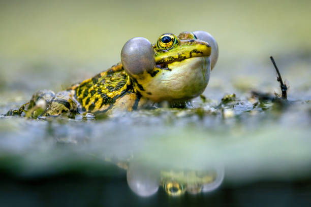 istock Close- up of a frog 1646889402
