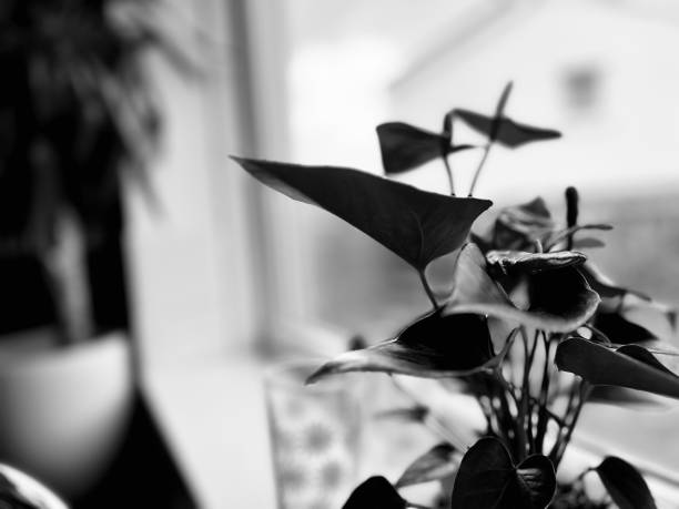 istock Indoor plant on a window sill 1646891645