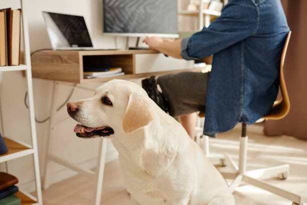 istock White labrador dog waiting by man working from home with computer 1646903517