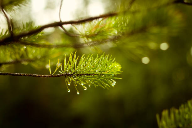 wet spruce twig after rain with beautiful shiny droplets on needles