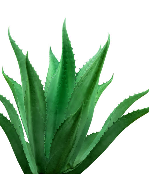 istock Beautiful green agave plant on white background 1646907261