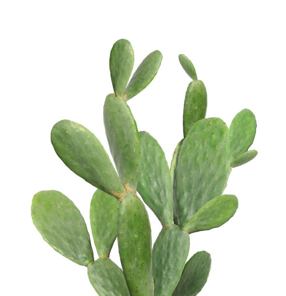 istock Beautiful big green cactus on white background 1646907814