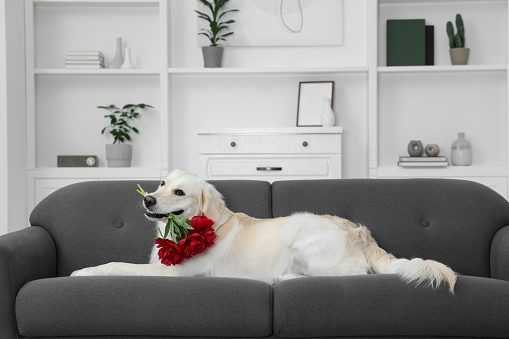 Cute Labrador Retriever with beautiful peony flowers lying on sofa in room