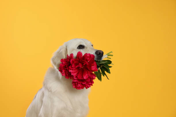 istock Cute Labrador Retriever with beautiful peony flowers on yellow background, space for text 1646908933