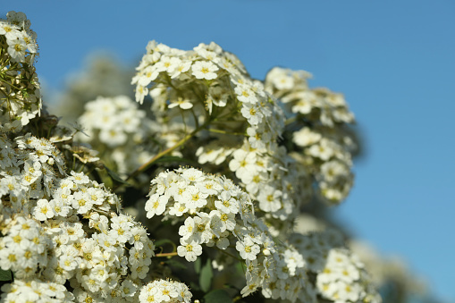 elder blossom close-up