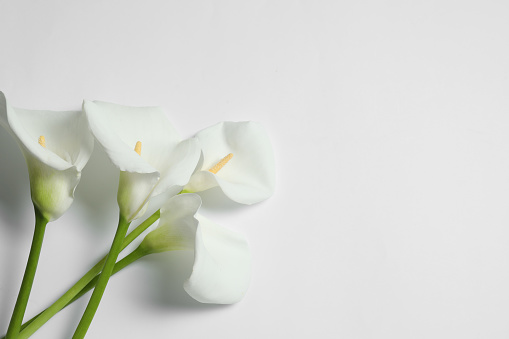 Beautiful calla lilies on white background, flat lay with space for text. Funeral symbol