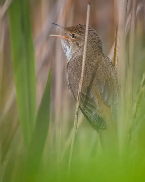 A side view of a Marsh warbler (Acrocephalus palustris) perched on reed, with beak open singing. Taken in Portsmouth Uk, February 2023
