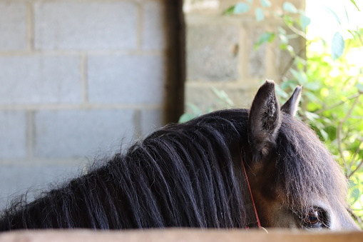 Exmoor pony peering over a barn door