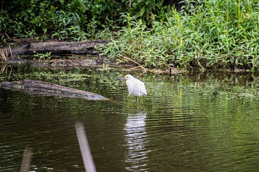 Used to seeing an Egret's long, graceful neck, this one is hunched with it's neck close to his body.
