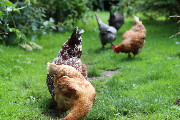 istock Group of colourful hens pecking feed on grass 1646915363