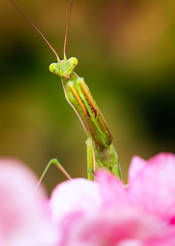 A green praying mantis looking for prey on a bunch of pink hydrangea flowers.