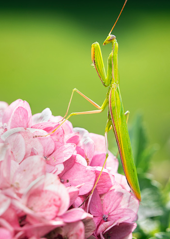 A green oraying mantis sitting on top of a bunch of pink hydrangea flowers.