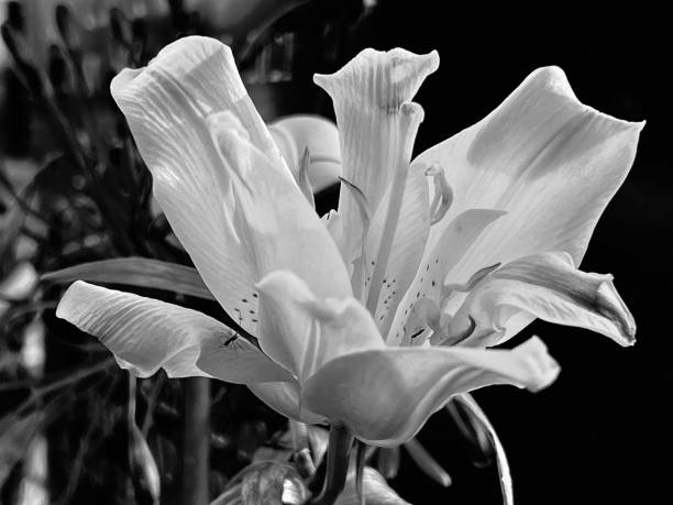 istock Close up of a flower 1646928675
