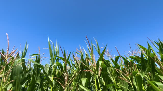 Corn field of green corn stalks and tassels and blue sky. Agricultural concept with corn field. 4K resolution video of corn field