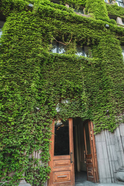 istock Green old fashioned Door with Vines 1646941578