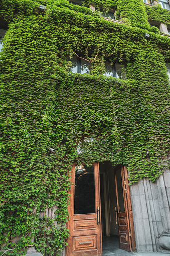 Green old fashioned Door with Vines,Eco house