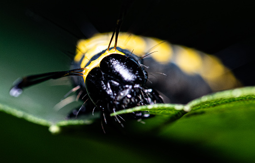 Black and yellow Alder moth caterpillar on leaf