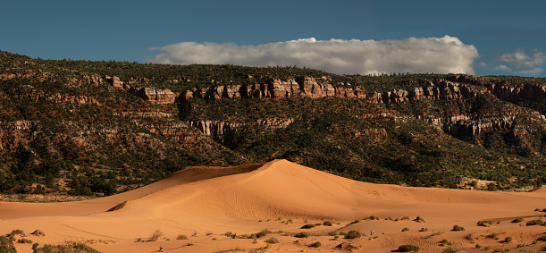 The dunes in Coral Pink Sand Dunes State Park were formed by the erosion of pink-tinted Navajo Sandstone, which is a prominent geologic feature in southern Utah.
