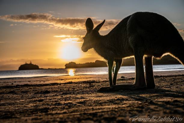 istock Close up of an Eastern Grey Kangaroo standing on a  beach at sunset 1646953758