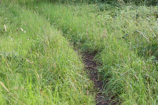 Footpath through long grass in a meadow
