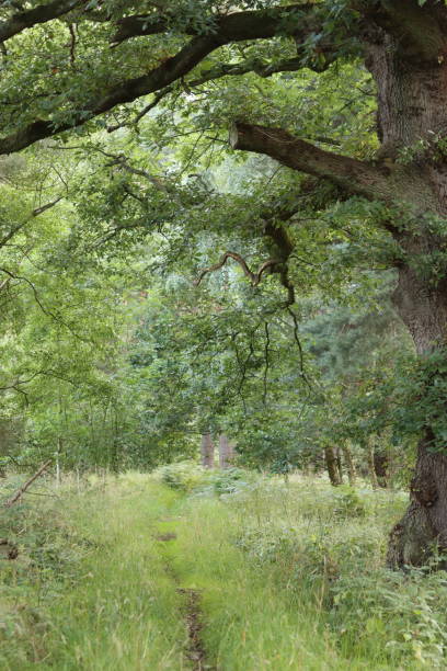 istock Woodland path winding through long grass, surrounded by ancient trees 1646957028