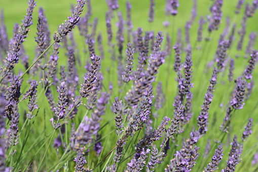 Close up of masses of lavender flower heads