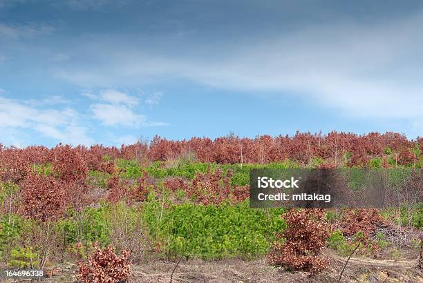 Foto de Árvores Pequenas Floresta e mais fotos de stock de Arvoredo - Arvoredo, Azul, Beleza