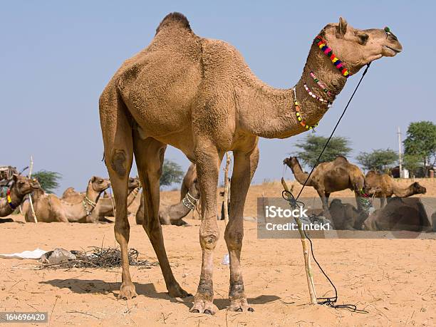 Cammello India - Fotografie stock e altre immagini di Ambientazione esterna - Ambientazione esterna, Animale, Animale domestico