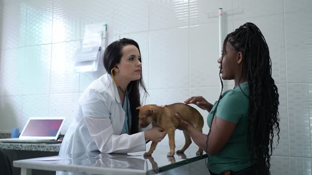 Veterinarian examining a dog in an animal clinic