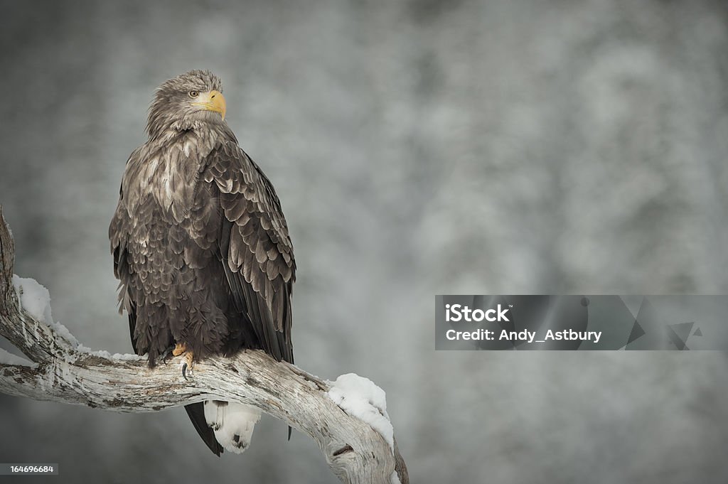 Águila de cola blanca - Foto de stock de Aire libre libre de derechos