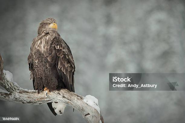 Águila De Cola Blanca Foto de stock y más banco de imágenes de Aire libre - Aire libre, Animales salvajes, Esperar