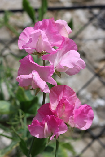 Close up of pink sweet peas in a cottage garden