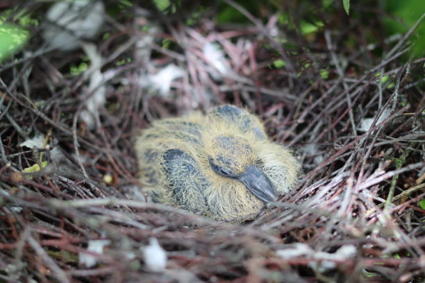 istock Dove chick in a nest of twigs in a tree 1646974439