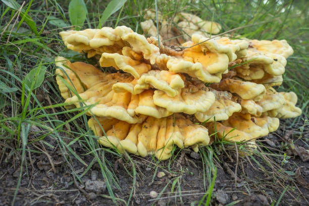istock Sulfur-yellow polypore (lat. Laetiporus sulphureus) on the rot left from the stump 1646975999