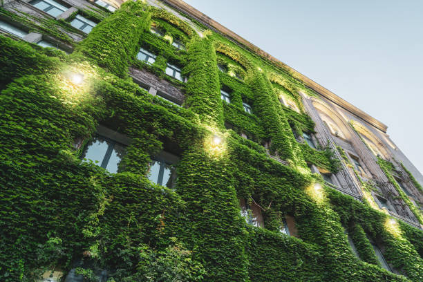 Building covered by foliage in Tbilisi. Green facade with leaves with light at night.