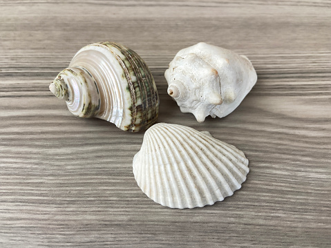 Sea shells on the wood background