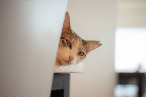 istock Stray cat lies on the table. 1647004201